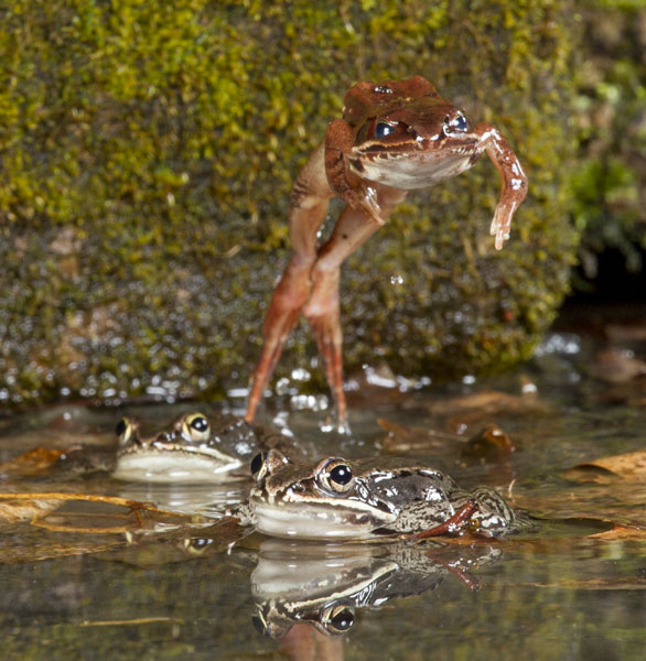 wood frog